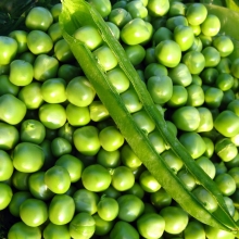 Горох Ползунковый