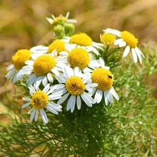 Ромашка Добрый Лекарь (аптечная)