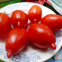 Томат Легенда Мультифлора (Реликтовые томаты)