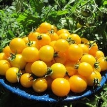 Томат Ожерелье Желтое