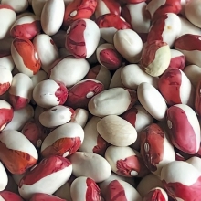 Фасоль Попугай зерновая