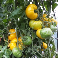 Томат Свиная отбивная