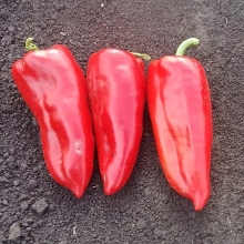 Перец Портека F1