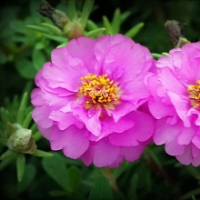 Портулак Балкончик Сиреневый (махровый)