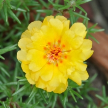 Портулак Балкончик Золотистый (махровый)