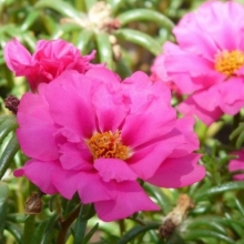 Портулак Махровый розовый