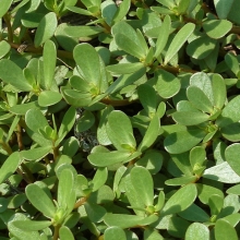 Портулак Маковей огородный