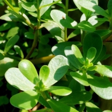 Портулак обыкновенный