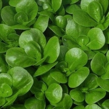 Портулак Парадокс (овощной)