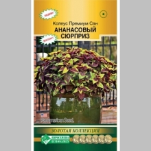 Колеус Премиум Сан Ананасовый Сюрприз