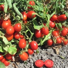 Томат American Heinz 3402 F1 (большой пакет)