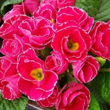 Примула Примлет Роуз Эдж