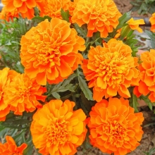 Бархатцы Прима F1 Оранжевые