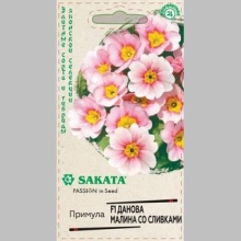 Примула Данова малина со сливками F1