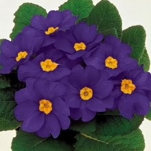 Примула Данова Синяя F1 (бесстебельная)