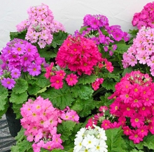 Примула Джульетта мягковатая