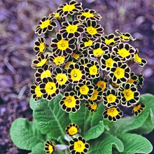 Примула Ирландское кружево многоцветковая