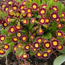 Примула Кружева королевы F1 смесь