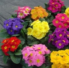 Примула Леонардо F1 смесь сортов