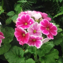 Примула Либре Весенний Поцелуй