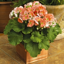 Примула Либре Выбражуля