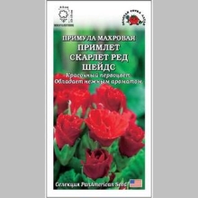 Примула Примлет Скарлетт Ред Шейдс