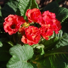 Примула Ромио красная F1 махровая