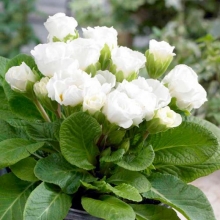 Примула Розанна белая F1 махровая