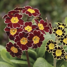 Примула Серебряное кружево F1 смесь