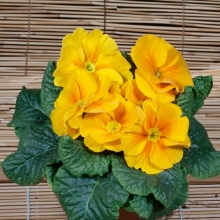 Примула Вивьен F1 (бесстебельная)