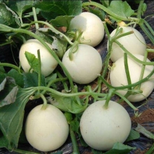 Дыня Принцесса Светлана F1