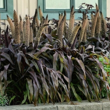 Просо Африкан Купер Принц