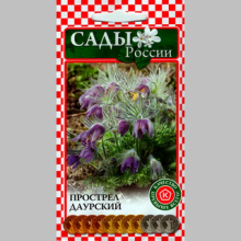 Прострел Даурский