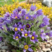 Прострел Китайский (большой пакет)