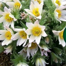 Прострел обыкновенный или сон-трава Вайт