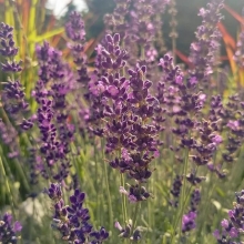 Лаванда Пурпурный колос узколистная