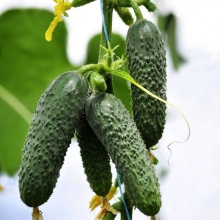 Огурец Пуччини F1