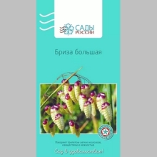 Бриза большая