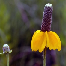 Ратибида Желтая Шляпа колоновидная