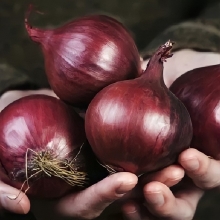 Лук Ред Барон (репчатый)