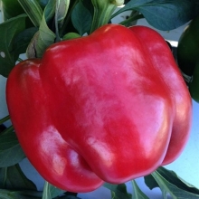 Перец Рэд Найт ЭКС 3 P F1 (Голландские Семена)