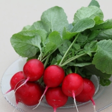 Редис Генеральский