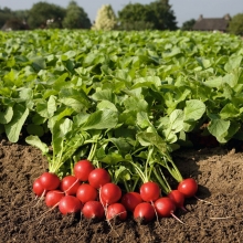 Редис Мелито F1