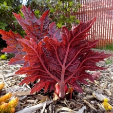 Ревень декоративный Пальмовый (большой пакет)