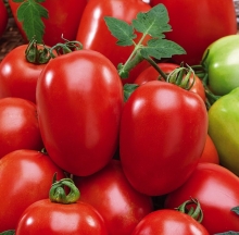 Томат Рио Гранде