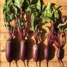 Свекла Родена F1