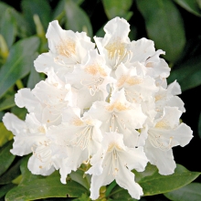 Рододендрон Хрустальный принц (каролинский)