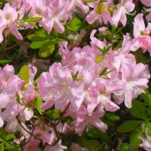 Рододендрон Розовое дерево шлиппенбаха