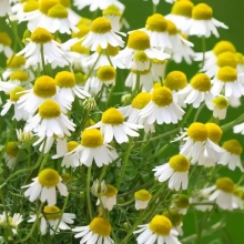 Ромашка Айболит (аптечная)