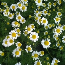 Ромашка Романов цвет (аптечная)